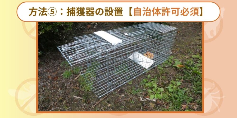 捕獲機の設置アライグマ
