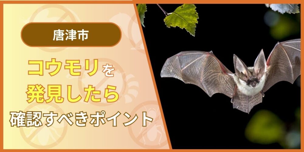 唐津市でコウモリを発見したら確認すべきポイント