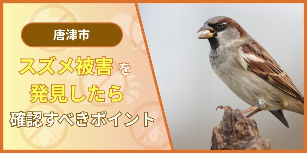 【緊急】スズメ被害を発見したらまず確認すべきポイント