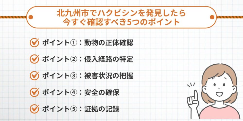 【緊急】北九州市でハクビシンを発見したら今すぐ確認すべき5つのポイント