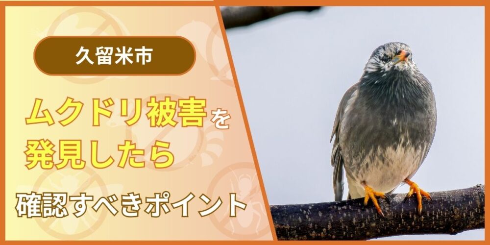 【緊急】久留米市でムクドリ被害を発見したら確認すべきポイント
