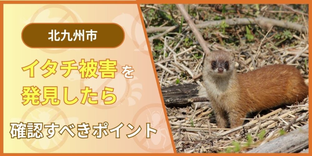 【緊急】北九州市でイタチ被害を発見したらまず確認すべきポイント