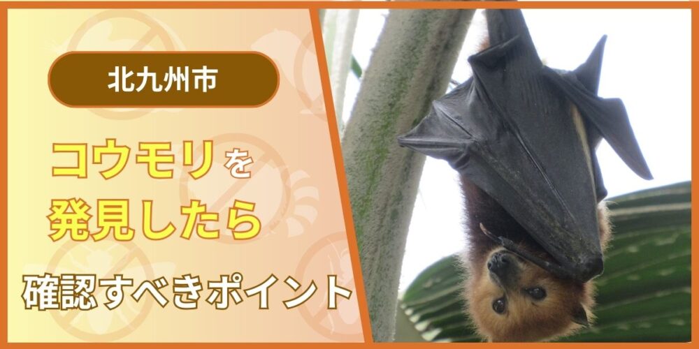 久留米市でコウモリを発見したらまず確認すべきポイント