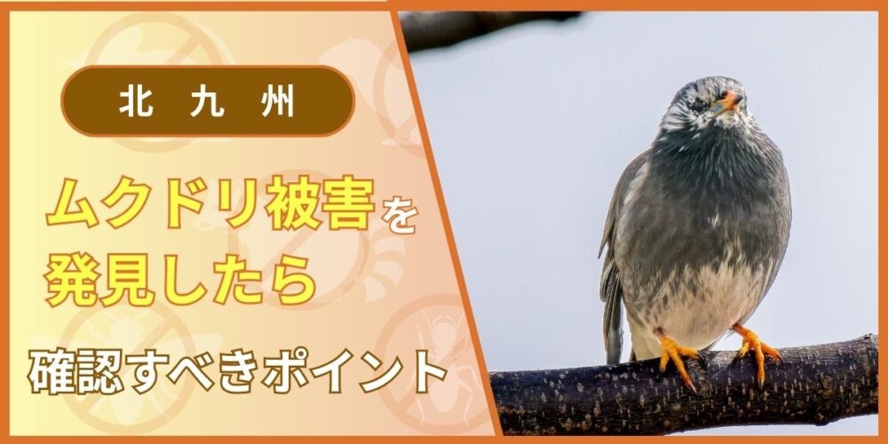 北九州ムクドリ被害を確認したら確認すべきポイント