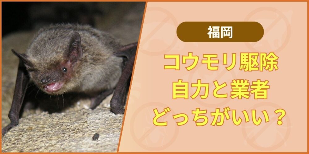 福岡のコウモリ駆除｜自力と業者どっちがいい？費用・成功率で比較