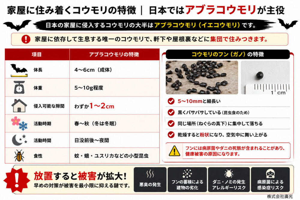 家屋に住み着くコウモリの特徴｜日本ではアブラコウモリが主役