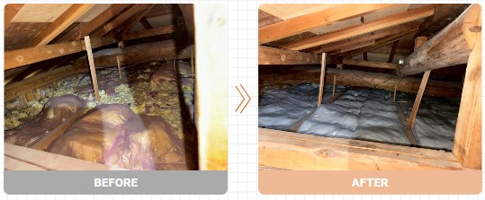 熊本　イタチ駆除　施工実績