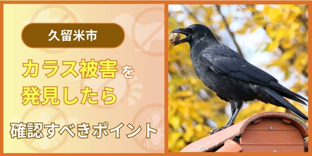 【緊急】久留米市でカラス被害を発見したらまず確認すべきポイント