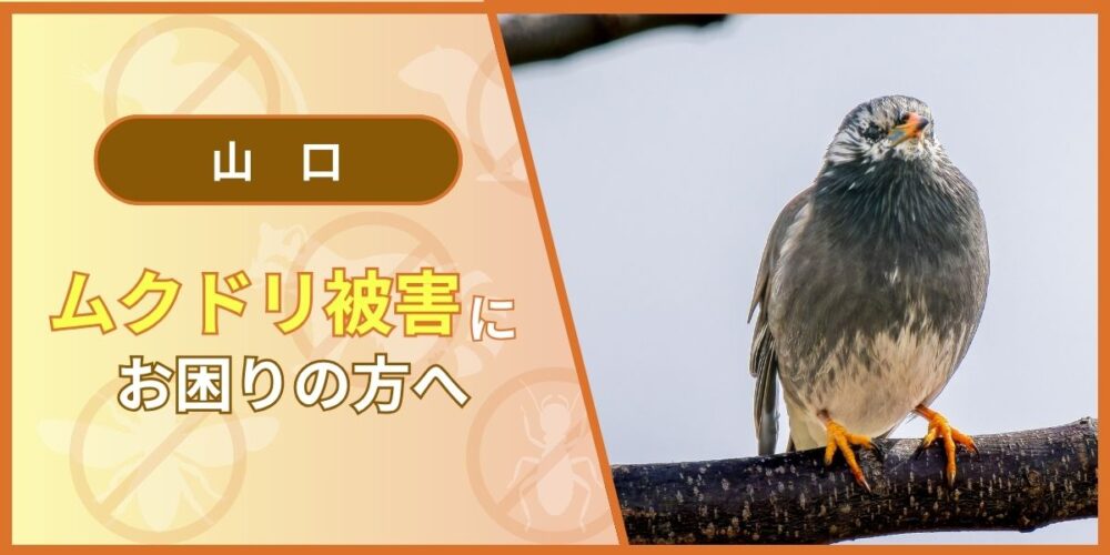 ムクドリ被害にお困りの方へ