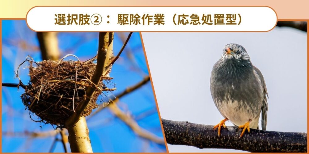 選択肢② 駆除作業（応急処置型）
