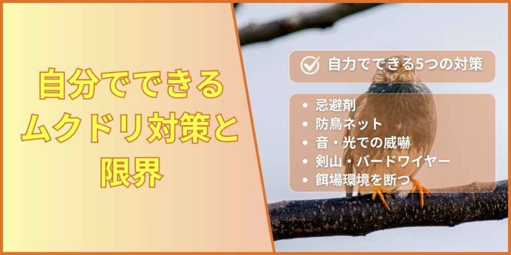 自分でできるムクドリ対策と限界