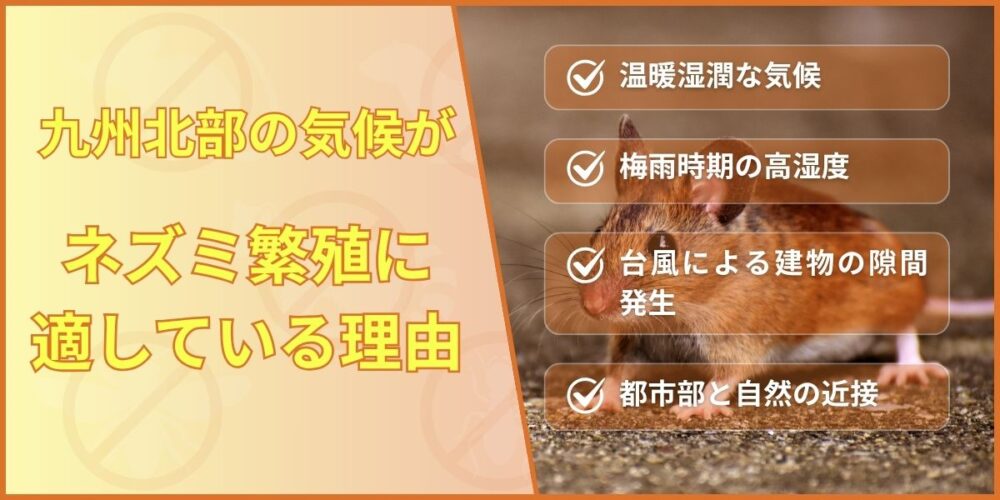 ネズミ繁殖理由 北部九州