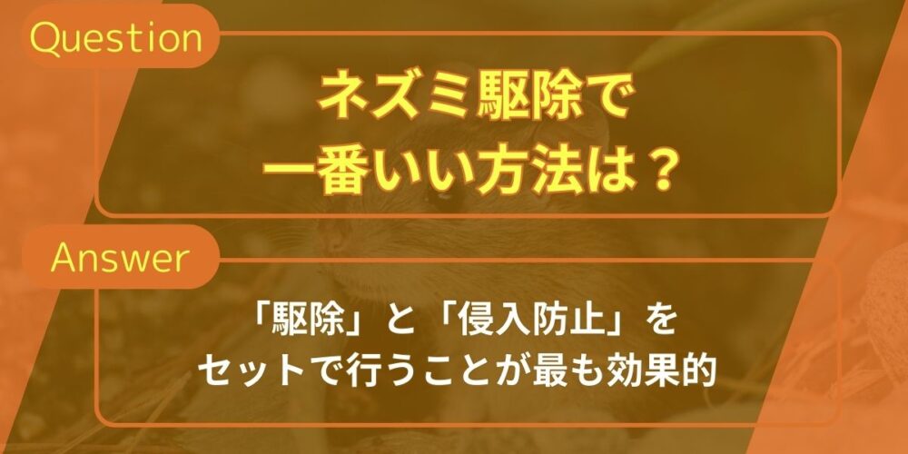 ネズミ駆除で一番いい方法は