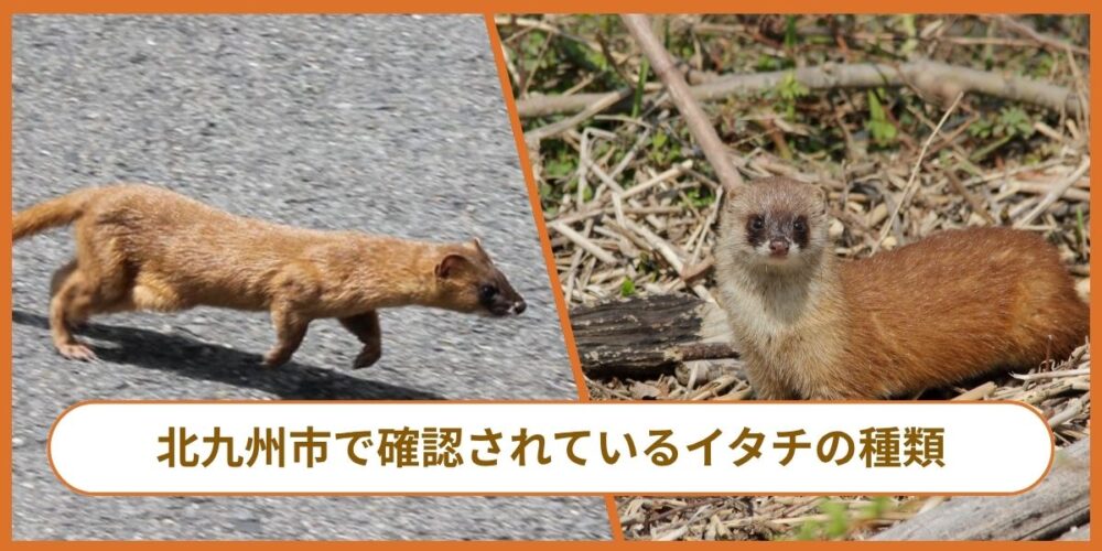 北九州市で確認されているイタチの種類