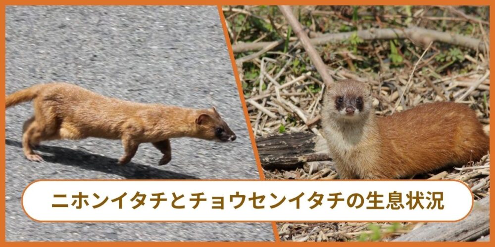 ニホンイタチとチョウセンイタチの違い