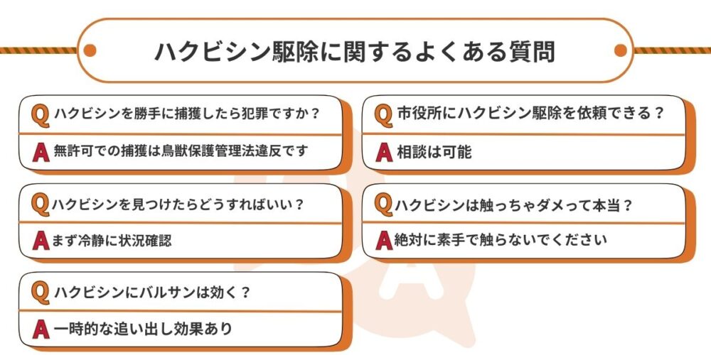 ハクビシンよくある質問