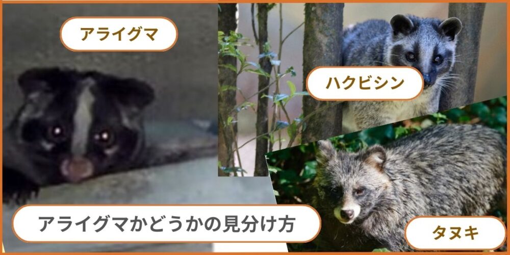 アライグマの見分け方