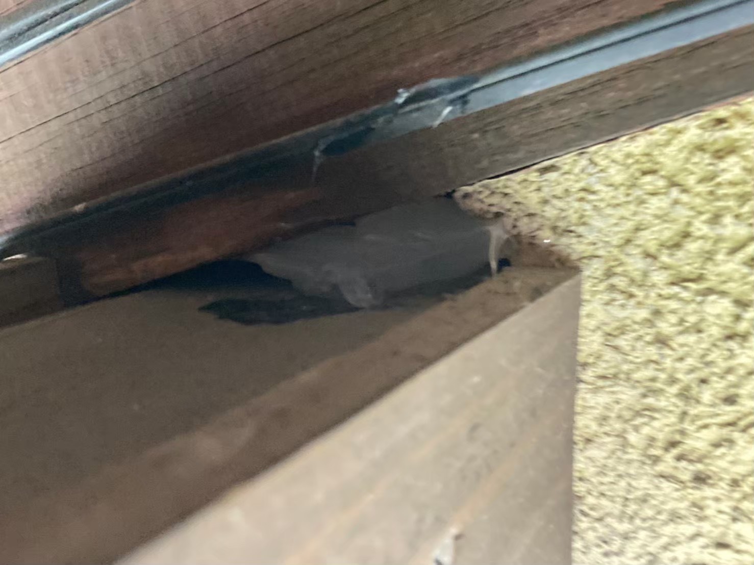 ネズミによる被害 Y様邸 駆除実績