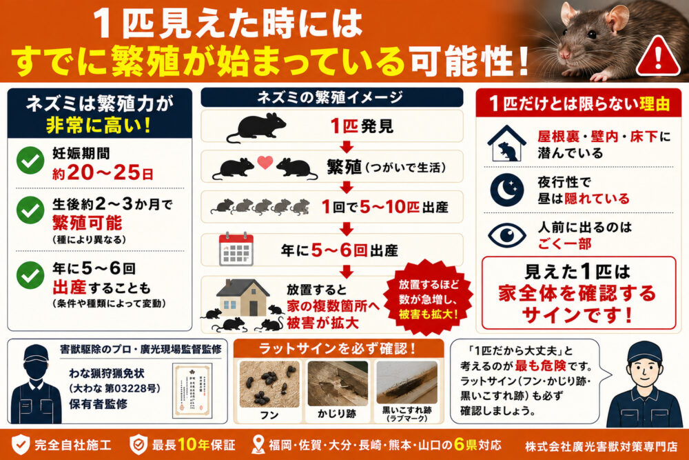 ネズミ1匹見つけたら何匹いる？繁殖スピードを知る
