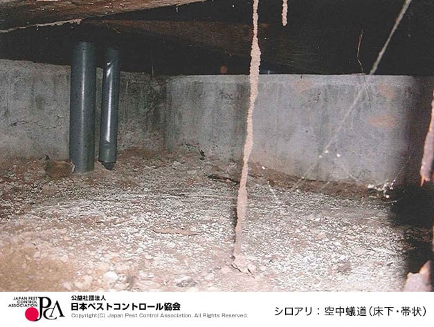 シロアリが来やすい家の特徴は？