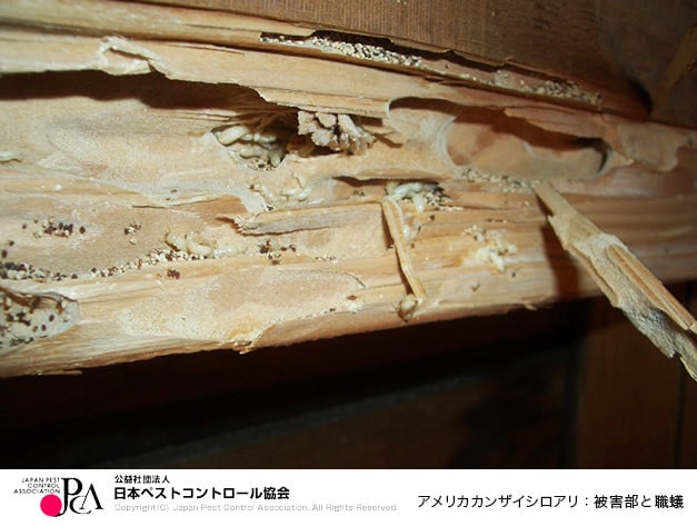 セルフチェックリスト