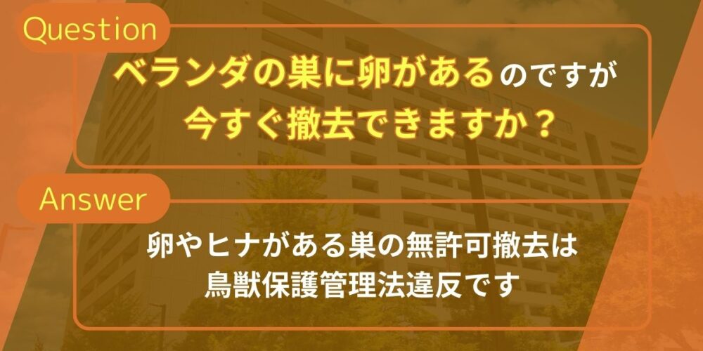 ベランダの巣に卵があるのですが、今すぐ撤去できますか？
