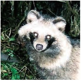 タヌキ　特徴