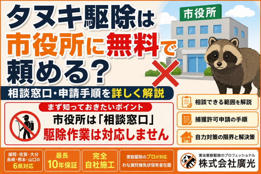 タヌキ駆除は市役所に無料で頼める？相談窓口と申請手順を詳しく解説