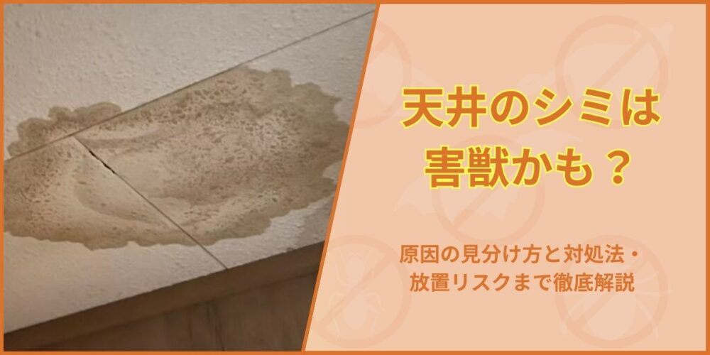 修正有ssskk天井のシミは害獣かも？原因の見分け方と対処法・放置リスクまで徹底解説