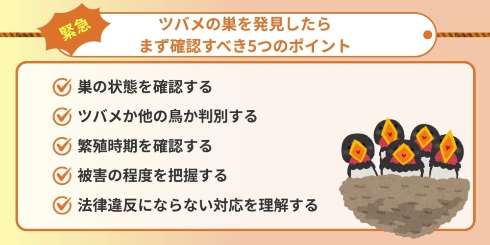 【緊急】ツバメの巣を発見したらまず確認すべき5つのポイント