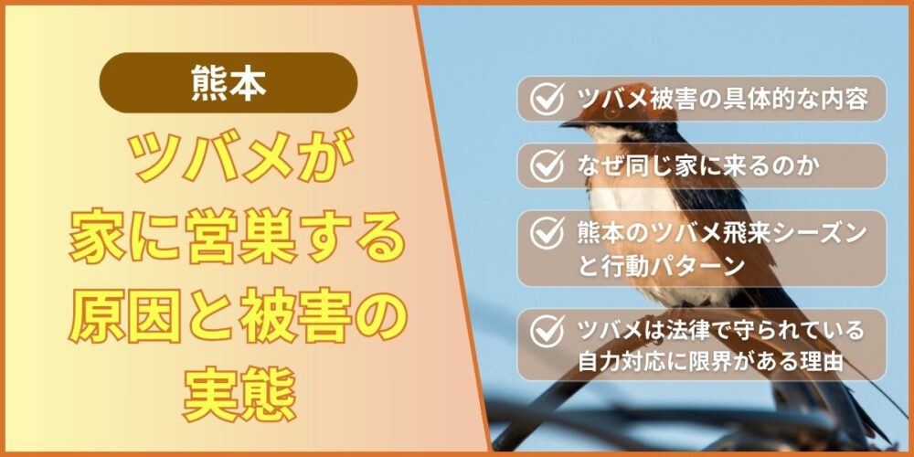 熊本でツバメが家に営巣する原因と被害の実態