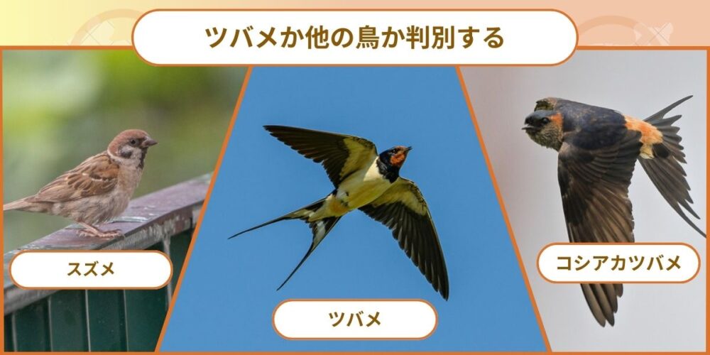 ツバメか他の鳥か判別する