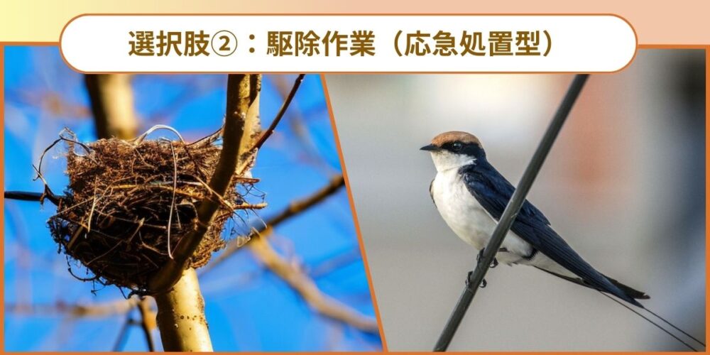 選択肢②：駆除作業（応急処置型）
