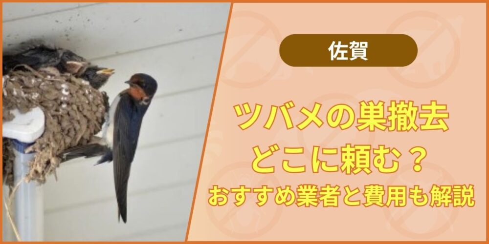 佐賀県ツバメの巣撤去の費用と業者選び｜法律違反を防ぐ方法