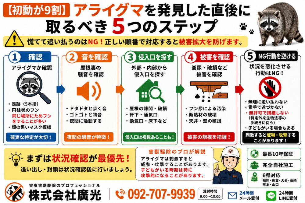 【初動が9割】アライグマを発見した直後に取るべき5つのステップ
