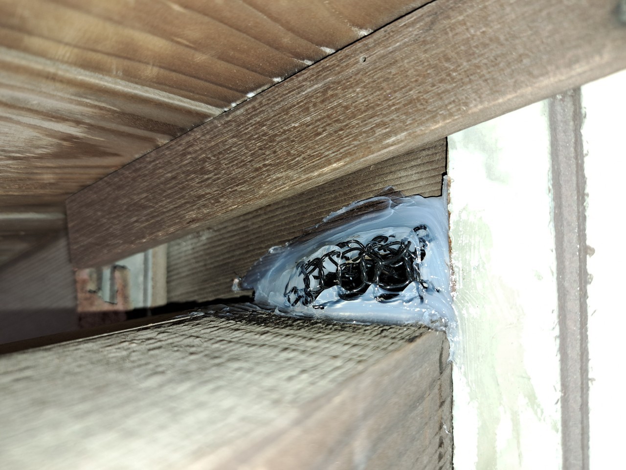 佐賀県伊万里市　アライグマによる被害　M様邸　駆除実績