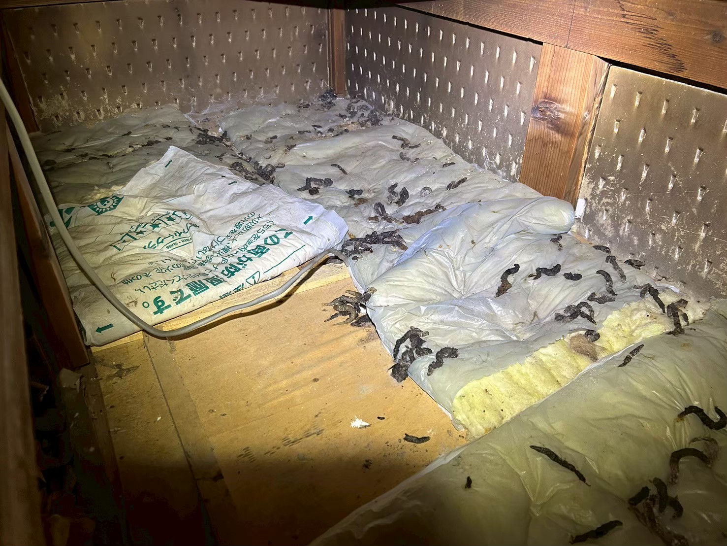 山口県宇部市　アライグマによる被害　N様邸　駆除実績