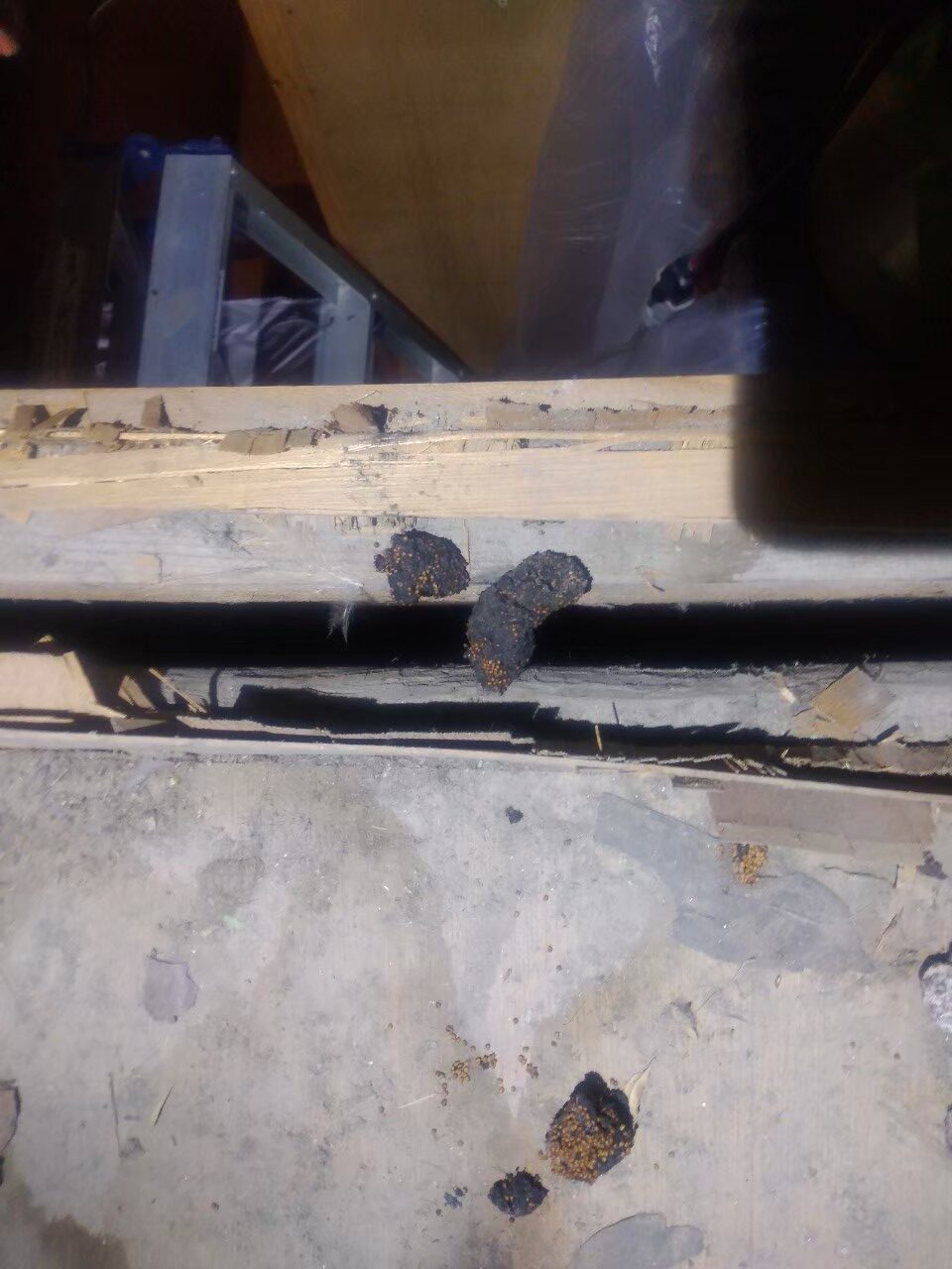 熊本県荒尾市　アライグマによる被害　U様邸　駆除実績