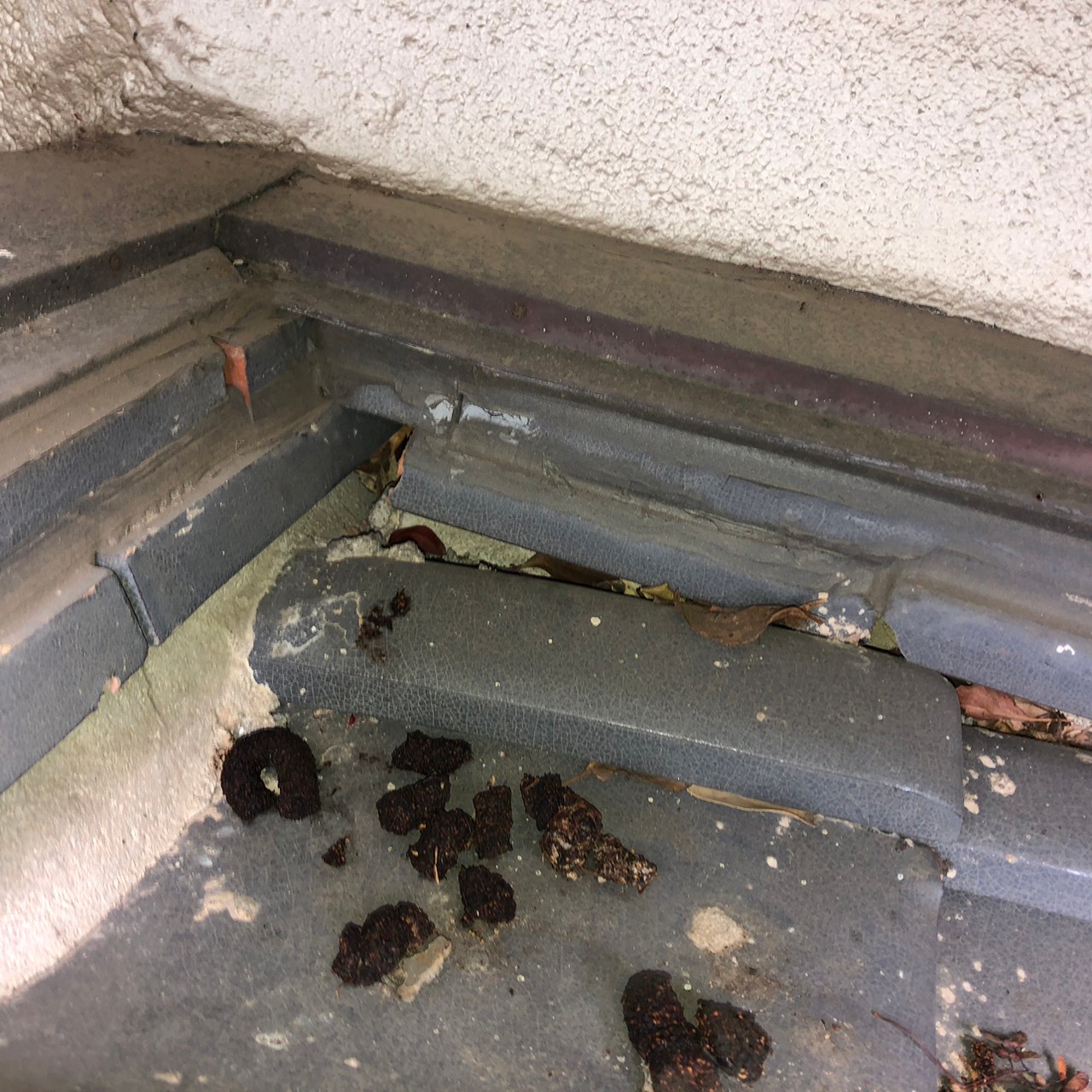 佐賀県伊万里市　アライグマによる被害　M様邸　駆除実績