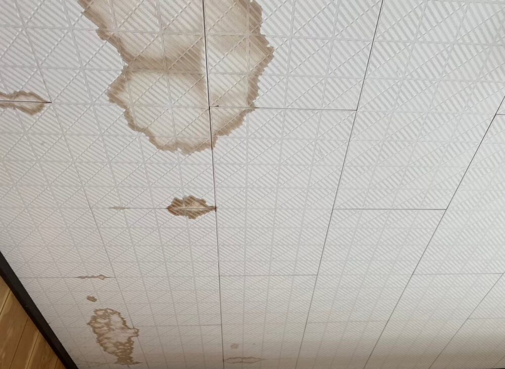 大分県中津市　アライグマによる被害　H様邸　駆除実績