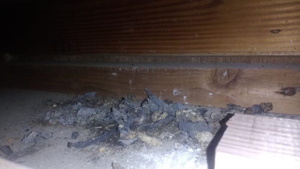 アライグマによる被害　S様邸　駆除実績