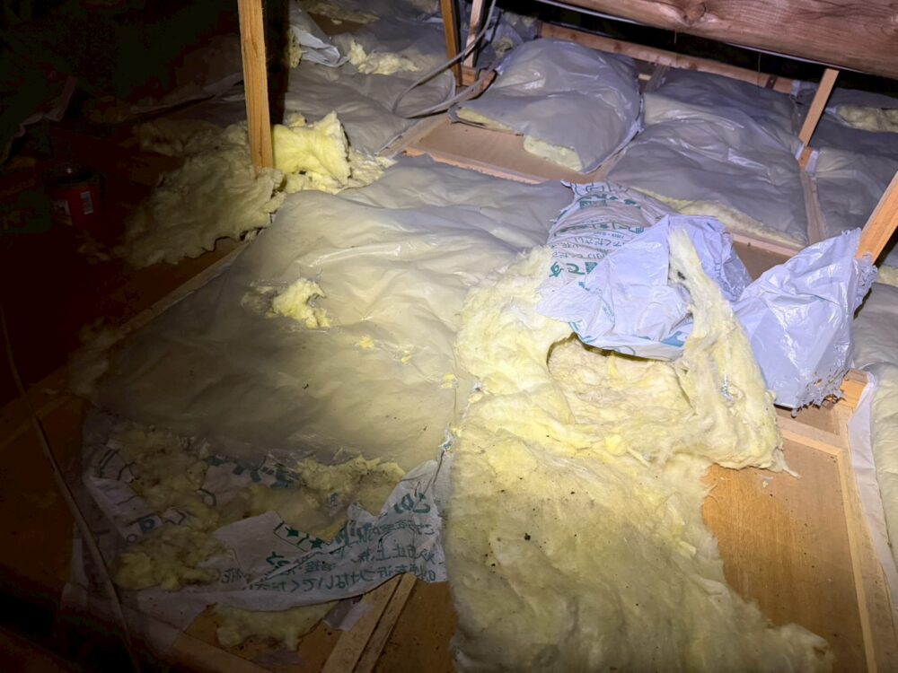 山口県宇部市　アライグマによる被害　N様邸　駆除実績