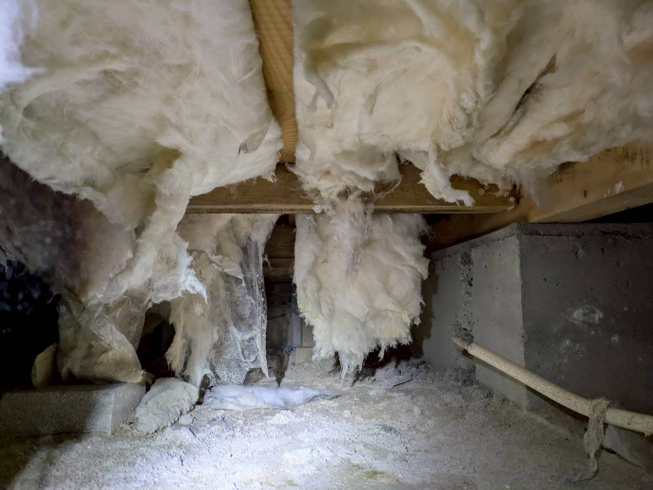 大分県中津市　アライグマによる被害　H様邸　駆除実績