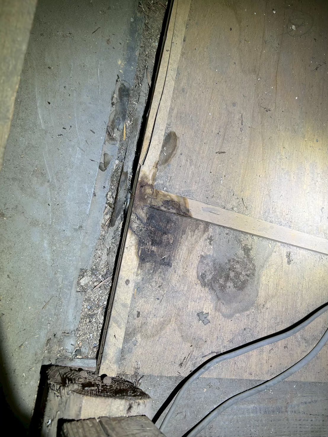 熊本県合志市　アライグマによる被害　D様邸　駆除実績