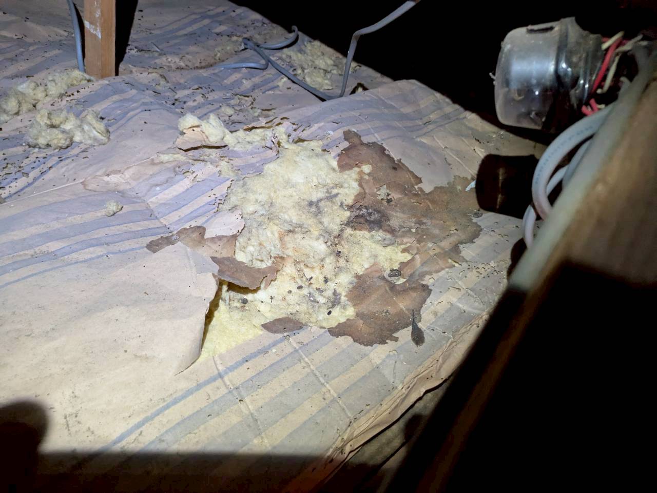 福岡県糟屋郡須恵町　アライグマによる被害　B様邸　駆除実績