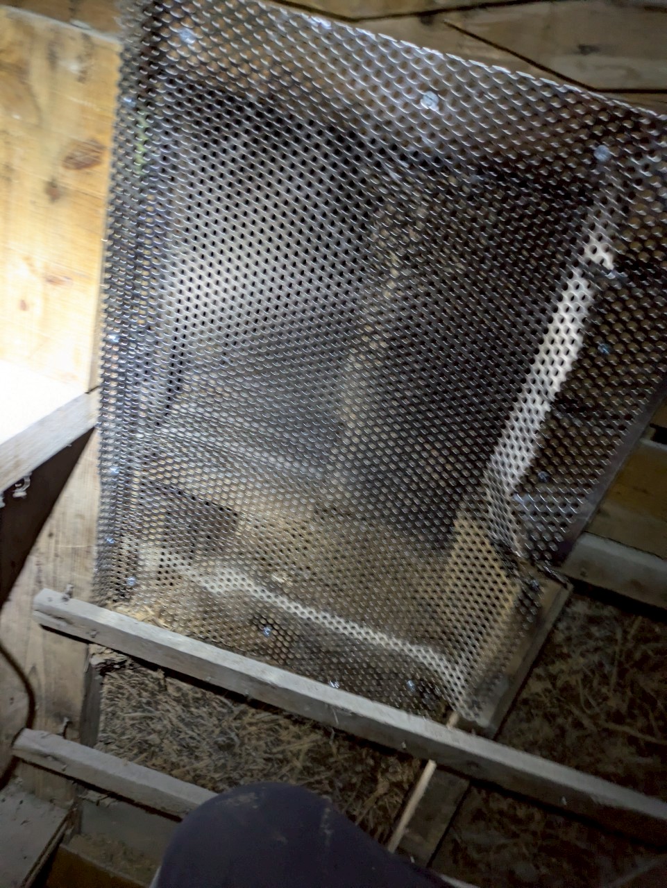 福岡県遠賀郡芦屋町　アライグマによる被害　W様邸　駆除実績