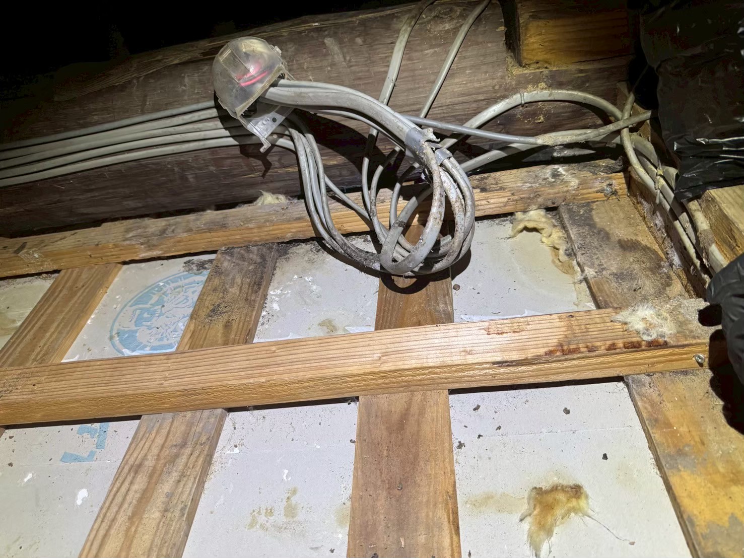 佐賀県鳥栖市　アライグマによる被害　N様邸　駆除実績