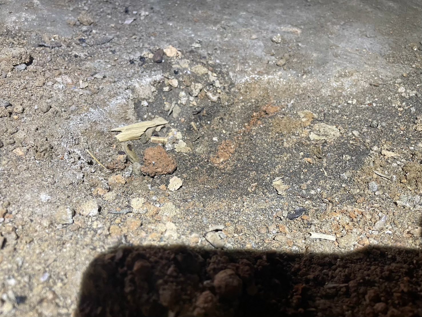 山口県山陽小野田市　アライグマによる被害　T様邸　駆除実績