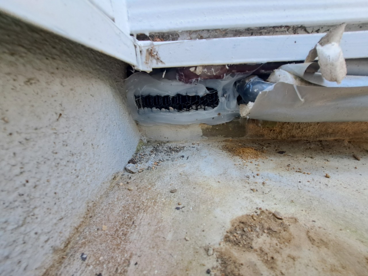 大分県玖珠町　アライグマによる被害　U様邸　駆除実績