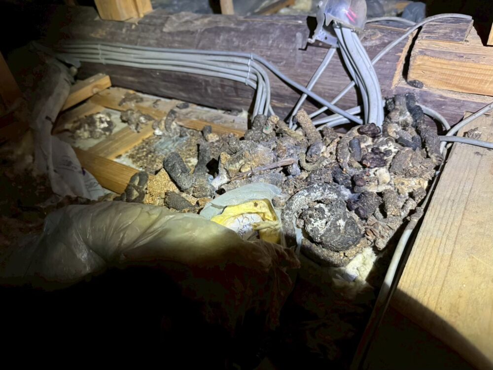 佐賀県鳥栖市　アライグマによる被害　N様邸　駆除実績